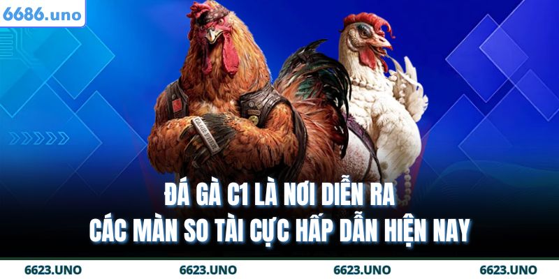 Đá Gà Trực Tiếp C1 - Nơi Diễn Ra Các Trận So Tài Máu Lửa 2 Đá gà c1 là nơi diễn ra các màn so tài cực hấp dẫn hiện nay