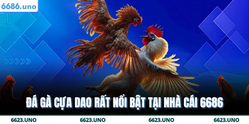 Đá Gà Thomo 6686 - Nền Tảng Cá Cược Trực Tuyến Tin Cậy 3 Đá gà cựa dao rất nổi bật tại nhà cái 6686
