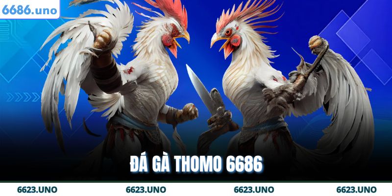 Đá Gà Thomo 6686 - Nền Tảng Cá Cược Trực Tuyến Tin Cậy 5 Đá Gà Thomo 6686