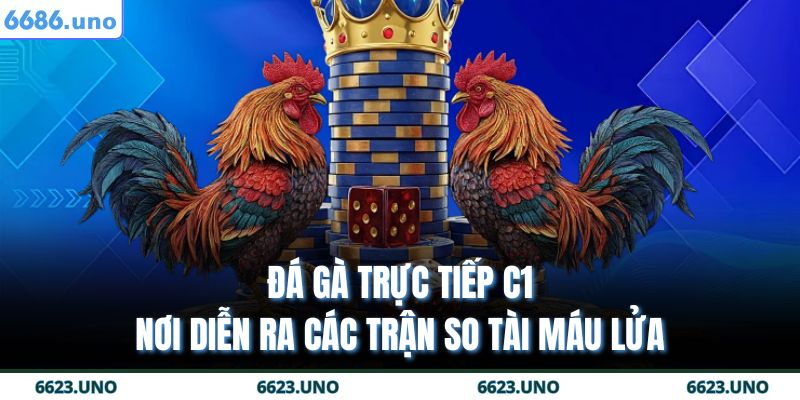 Đá Gà Trực Tiếp C1 - Nơi Diễn Ra Các Trận So Tài Máu Lửa 9 đá gà trực tiếp c1