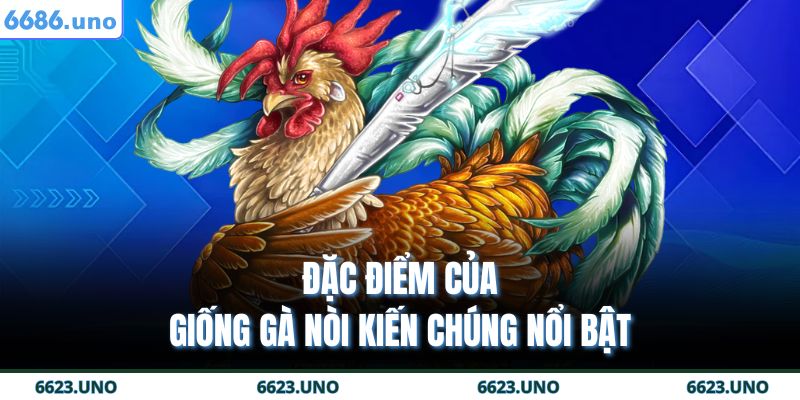 Gà Chọi Nòi 6686 – Chiến Kê Bất Bại Trên Mọi Sàn Đấu 3 Đặc điểm của giống gà nòi kiến chúng nổi bật
