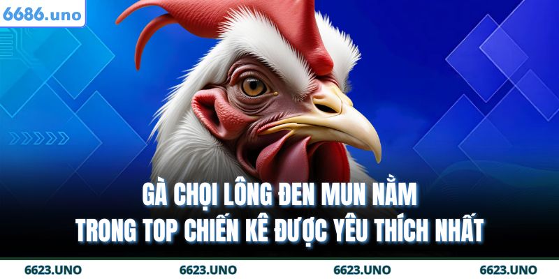 Gà Chọi Mắt Ếch – Chiến Kê Bất Khả Chiến Bại Tại 6686 4 Gà chọi lông đen mun nằm trong top chiến kê được yêu thích nhất