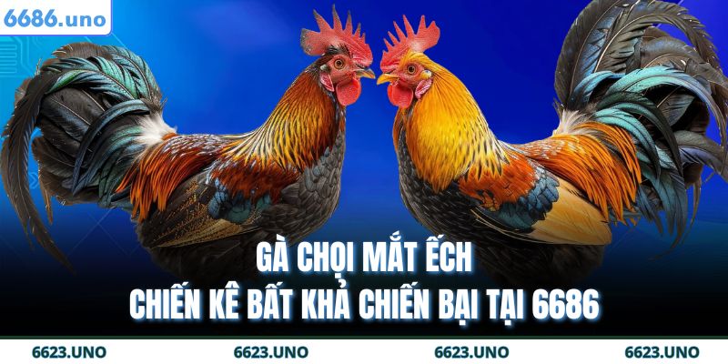 Gà Chọi Mắt Ếch – Chiến Kê Bất Khả Chiến Bại Tại 6686 17 Gà chọi mắt ếch