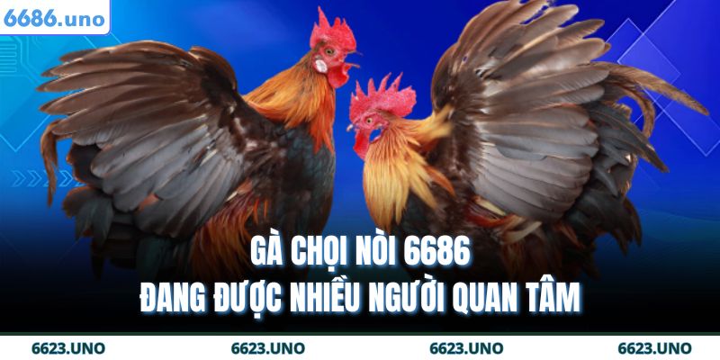 Gà Chọi Nòi 6686 – Chiến Kê Bất Bại Trên Mọi Sàn Đấu 2 Gà chọi nòi 6686 đang được nhiều người quan tâm