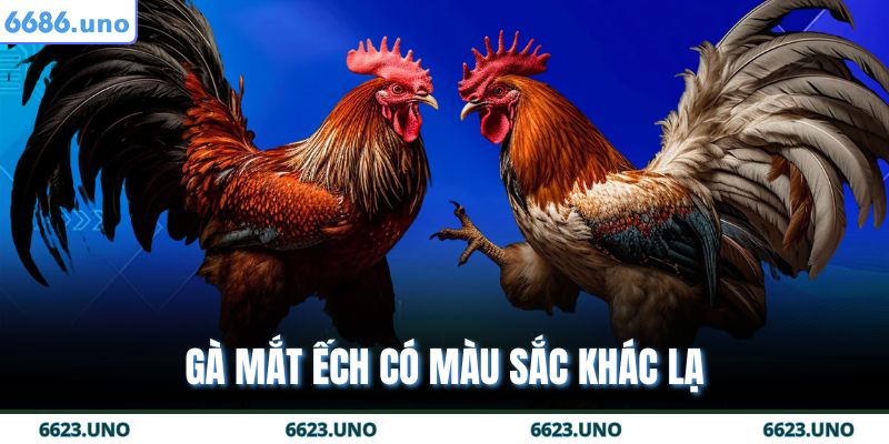 Gà Chọi Mắt Ếch – Chiến Kê Bất Khả Chiến Bại Tại 6686 3 Gà mắt ếch có màu sắc khác lạ