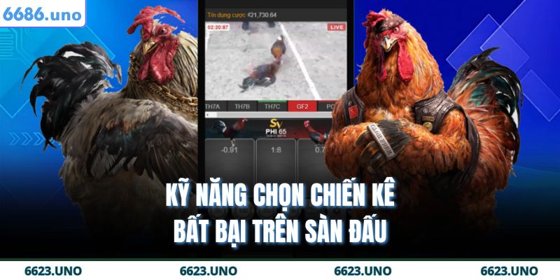 Gà Chọi Nòi 6686 – Chiến Kê Bất Bại Trên Mọi Sàn Đấu 4 Kỹ năng chọn chiến kê bất bại trên sàn đấu