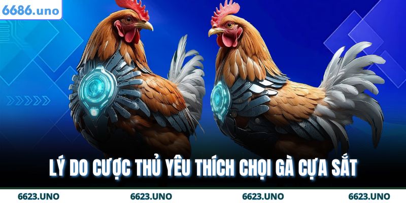 Đá Gà Cựa Sắt 6686 | Thách Thức Những Chiến Binh Huyền Thoại 3 Lý do cược thủ yêu thích chọi gà cựa sắt